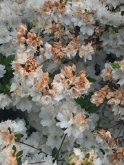 Rhododendron