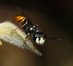 Philanthus loeflingi