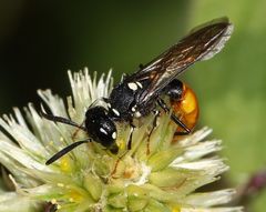 Philanthus loeflingi