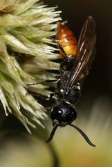 Philanthus loeflingi