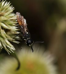 Philanthus loeflingi