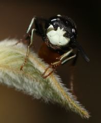 Philanthus loeflingi