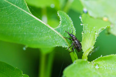 Aphrastus taeniatus