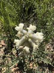 Sophora nuttalliana