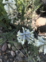 Sophora nuttalliana