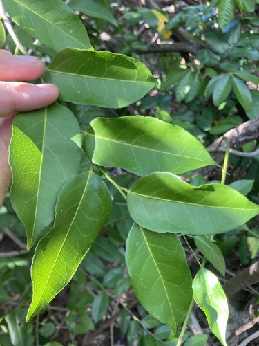 Drypetes dolichocarpa