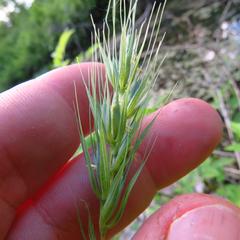 Elymus macgregorii