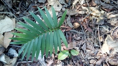 Dioon spinulosum