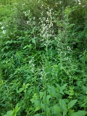 Arrhenatherum elatius elatius