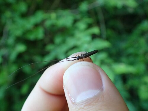 Pseudocalamobius montanus