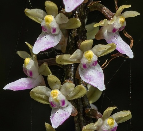 Diplocentrum congestum
