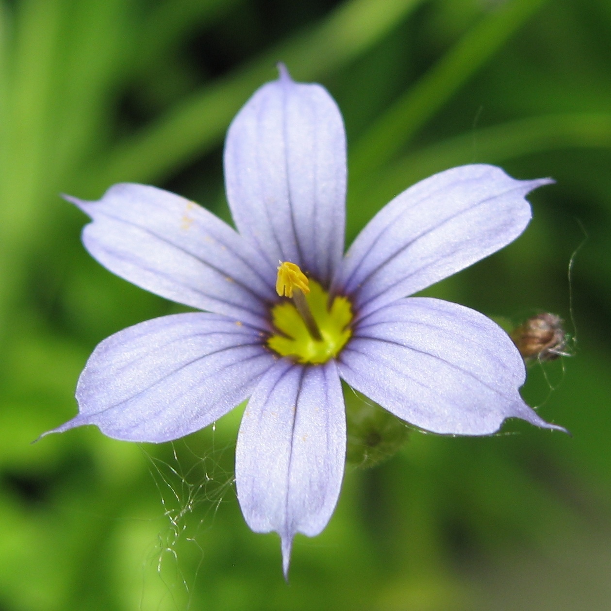 Sisyrinchium atlanticum