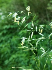 Arrhenatherum elatius elatius