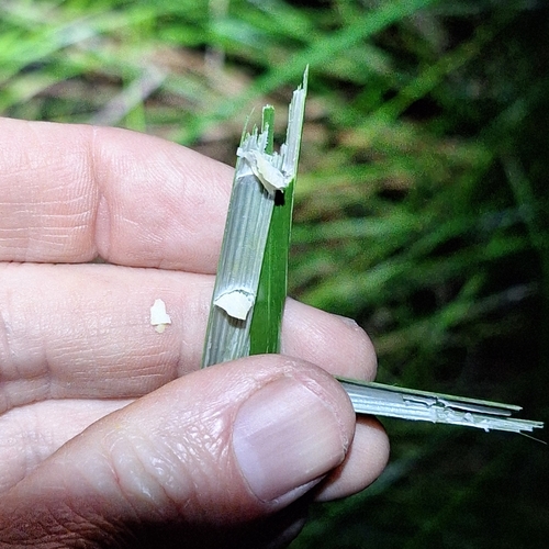 Image of Machaerina articulata by (c) Greg Tasney, some rights reserved (CC BY-SA)