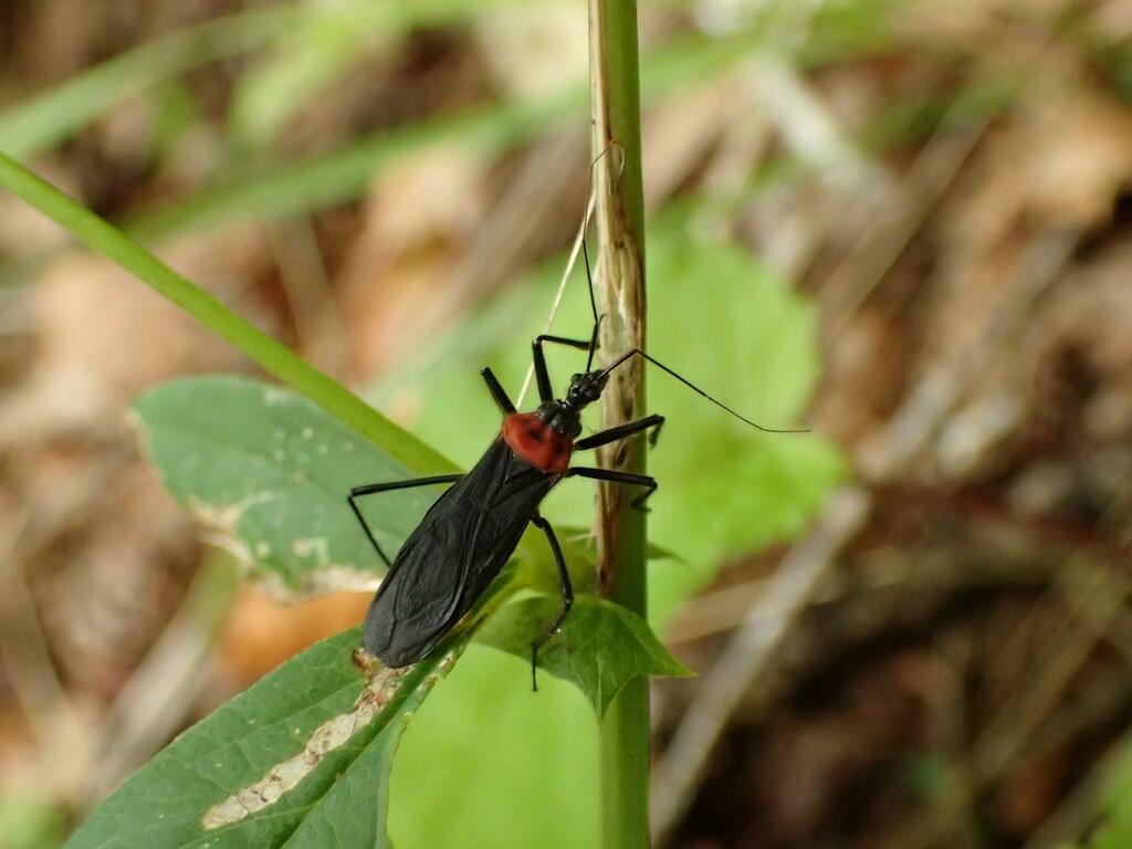 クビアカサシガメ