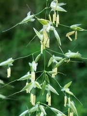 Arrhenatherum elatius elatius