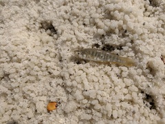 Fundulus confluentus