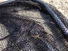 Fundulus confluentus