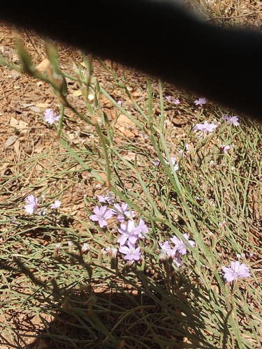 Image of Limonium virgatum by (c) Peter Eriksen, some rights reserved (CC BY)