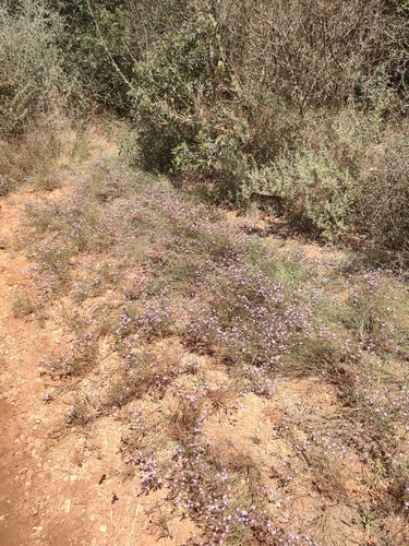 Image of Limonium virgatum by (c) Peter Eriksen, some rights reserved (CC BY)
