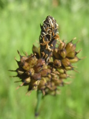 Carex raynoldsii