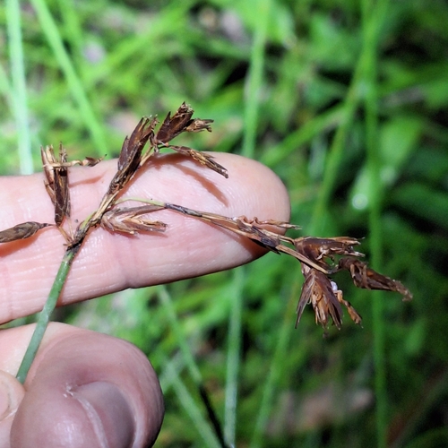 Image of Schoenus brevifolius by (c) Greg Tasney, some rights reserved (CC BY-SA)