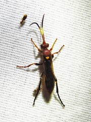 Spilichneumon