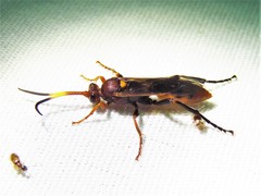Spilichneumon