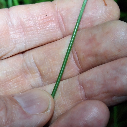 Image of Schoenus brevifolius by (c) Greg Tasney, some rights reserved (CC BY-SA)