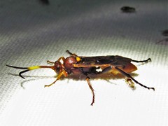 Spilichneumon