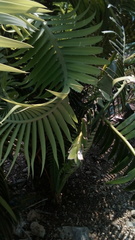 Dioon spinulosum