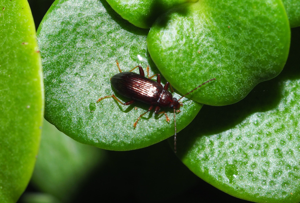 Combclawed Darkling Beetles from Russell, New Zealand on May 25, 2019