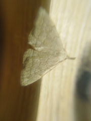 Pechipogo strigilata