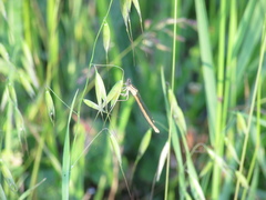 Platycnemis acutipennis