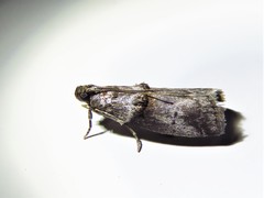 Acrobasis caryae