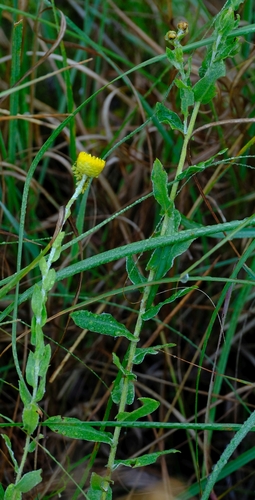 Tonga Everlasting (Helichrysum tongense)