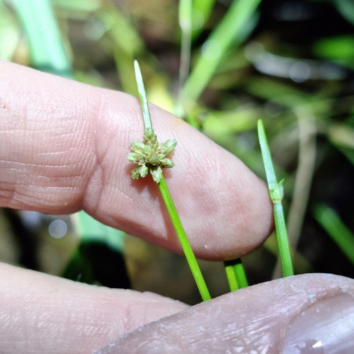 Image of Isolepis inundata by (c) Greg Tasney, some rights reserved (CC BY-SA)