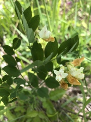 Lathyrus holochlorus