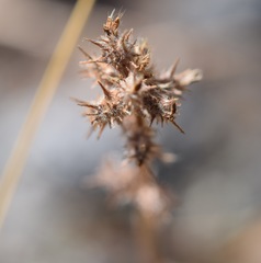 Acaena pinnatifida californica