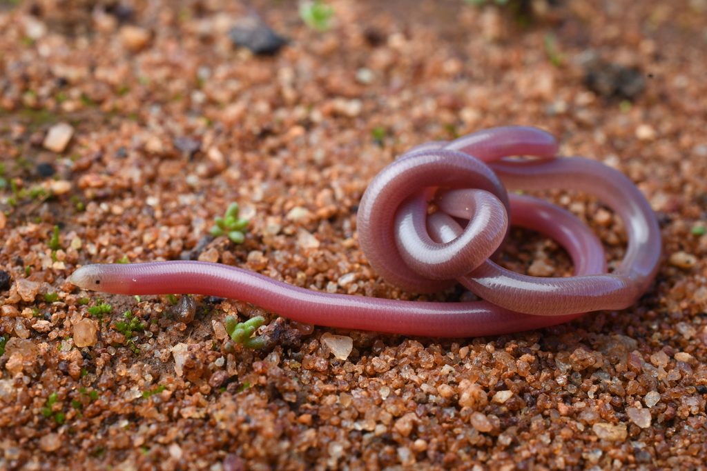 Murchison Blind Snake