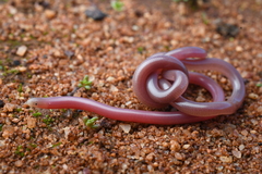 Murchison Blind Snake photo 1