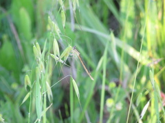 Platycnemis acutipennis