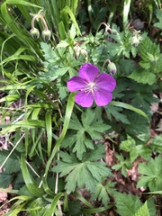 Geranium oreganum