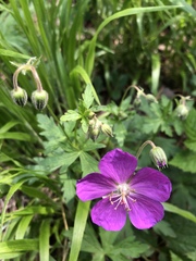 Geranium oreganum