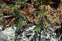 Acaena pinnatifida californica