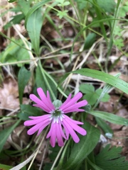 Silene hookeri