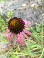 Echinacea simulata