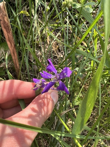 Delphinium ajacis