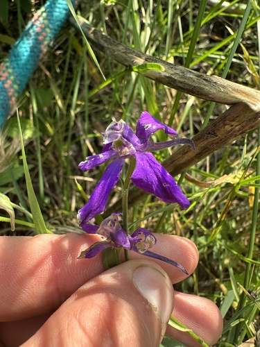 Delphinium ajacis