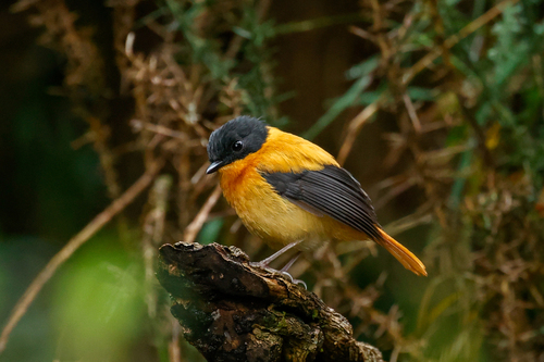 Black-and-orange Flycatcher (Ficedula nigrorufa), photo 3